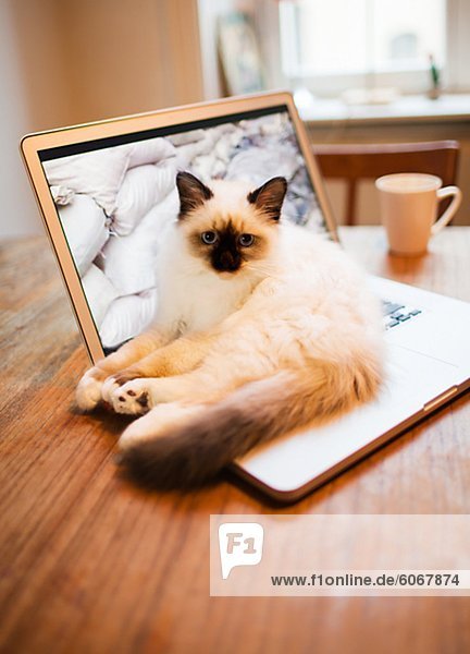 Katze liegend auf Laptop am Schreibtisch