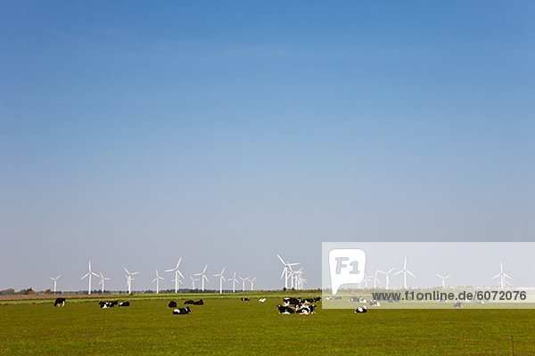 Windturbine Windrad Windräder Wiese