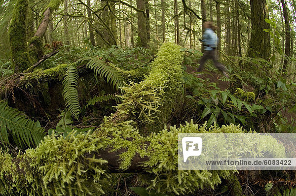 A woman trail running through a green  mossy forest in Silver Falls State Park  Oregon  USA.