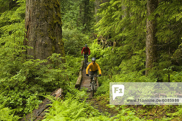 Two mountain bikers cross a wooden bridge in a lush  old growth forest.