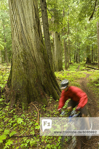 A mountain biker is a blur as he rips down a trail through a lush  old growth forest in North Idaho.
