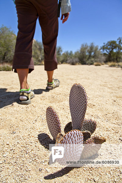 Frau Baum Nostalgie wandern Joshua Tree Yucca brevifolia Kaktus Kalifornien Strauch