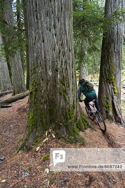 A mountain biker rides a trail among giant cedar trees in northern Idaho.