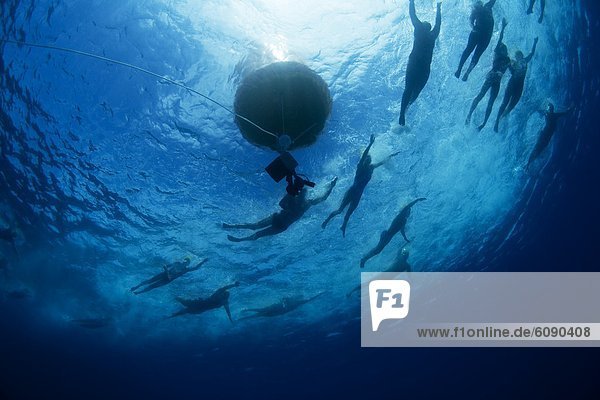 Underwater view of swimmers rounding a bouy during an annual ocean swimming race in the tropical waters off of Mana Island  Fiji.