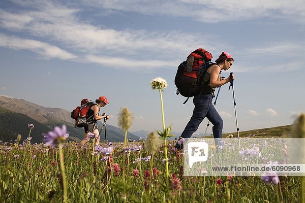 niedrig  Pinsel  Berg  Indianer  wandern  Wildblume  rot  Ansicht  Flachwinkelansicht  Winkel