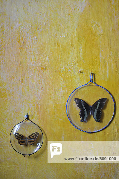 Schmetterlinge im Glasrahmen an der gelben Wand