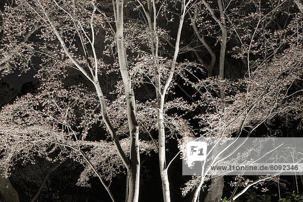 Japan  Kyoto  Blick auf Bäume bei Nacht