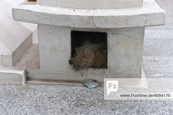 Thailand  Ayutthaya  Mischlingshund schlafend