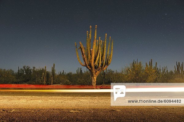 Bewegungsunschärfe  Auto  Nacht  Fokus auf den Vordergrund  Fokus auf dem Vordergrund  Kaktus