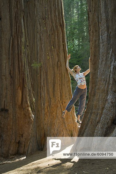 Frau  Baum  Verbindung  jung  groß  großes  großer  große  großen  Sequoia