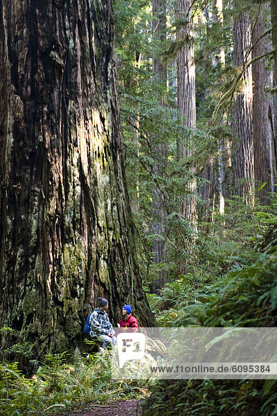 sitzend  sprechen  unterhalb  jung  übergroß  Sequoia  Kalifornien