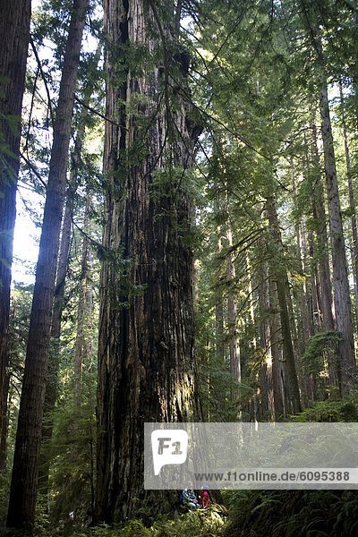 sitzend , unterhalb , jung , übergroß , Sequoia , Kalifornien