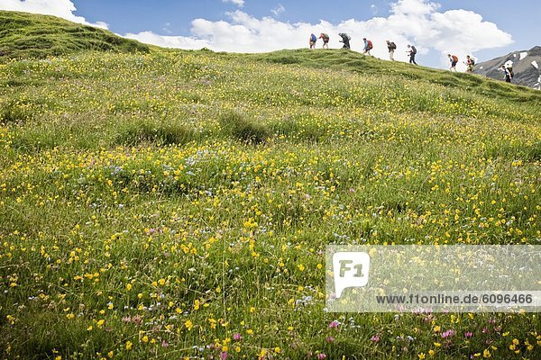 Farbaufnahme  Farbe  Blume  über  Feld  wandern  Alpen  Reise  voll  schweizerisch