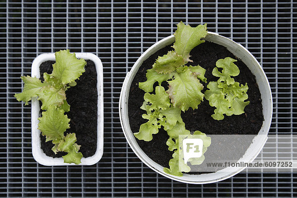 Germany Bavaria Cultivation of lettuce