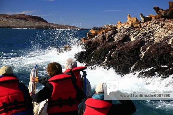 sehen Tourist Ökologie Seelöwe Argentinien Patagonien