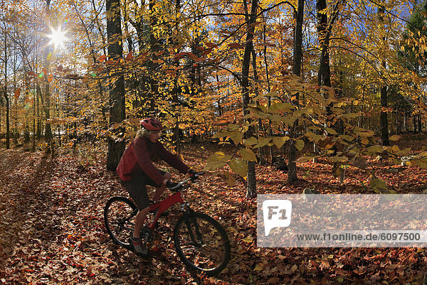 Mountain biker riding through autumn leaves Adirondack Park New York State USA