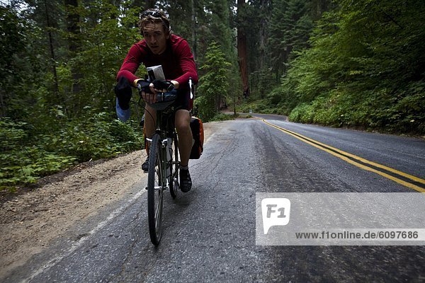 hoch  oben  fahren  Fahrradfahrer  Bundesstraße  Klettern  Sequoia  Kalifornien  Weg