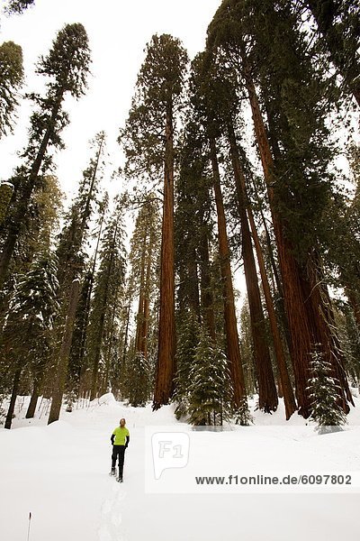 wandern  Schneeschuh  Sequoia  Kalifornien