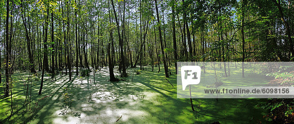 Deutschland  Region Usedom  Blick auf Feuchtgebiet mit Bäumen
