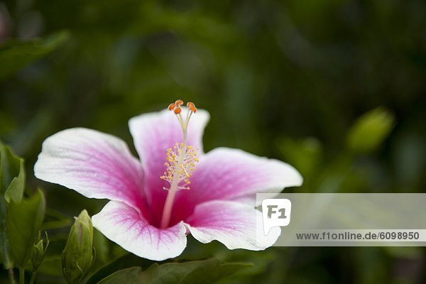 Blume  pink  Hibiskus