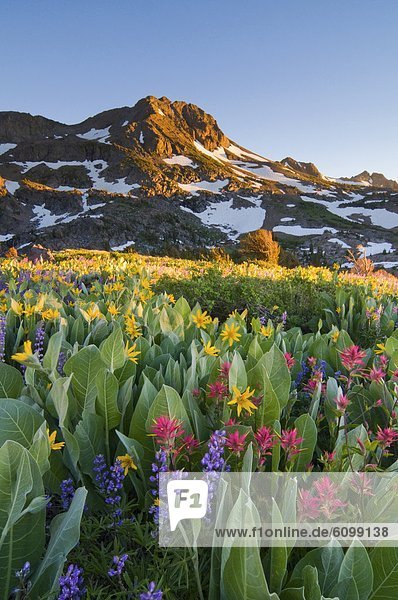 Berg  Sonnenuntergang  Landschaftlich schön  landschaftlich reizvoll  Wildblume  Fokus auf den Vordergrund  Fokus auf dem Vordergrund  Kalifornien
