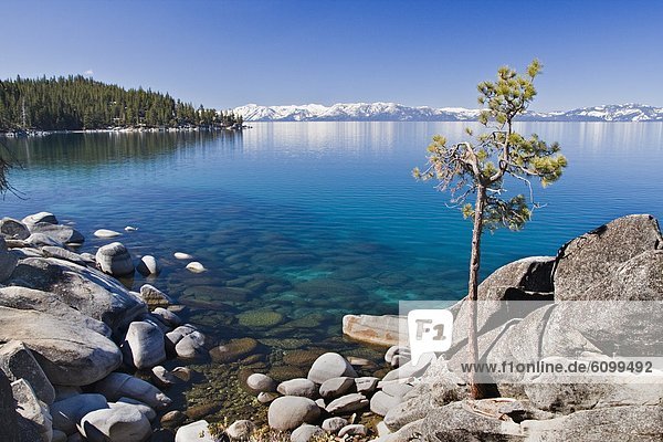 A lone pine tree on the rocky shore of Lake Tahoe in Nevada