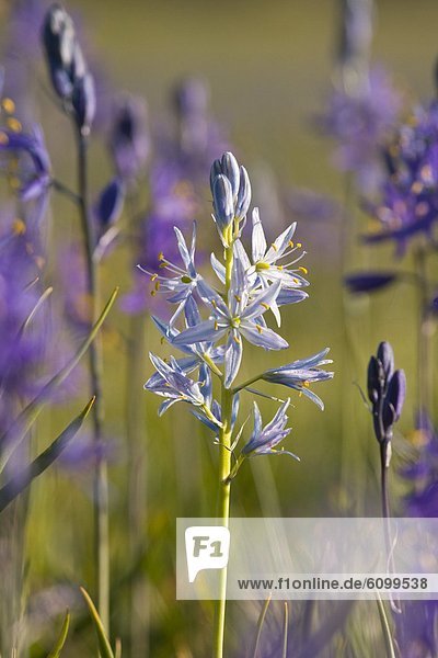 A closeup photo of a single white Camas Lily in a field of purple Camas Lilys in Sagehen Meadow near Truckee in California