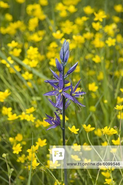 A single purple Camis Lily flower in a field of yellow Buttercups
