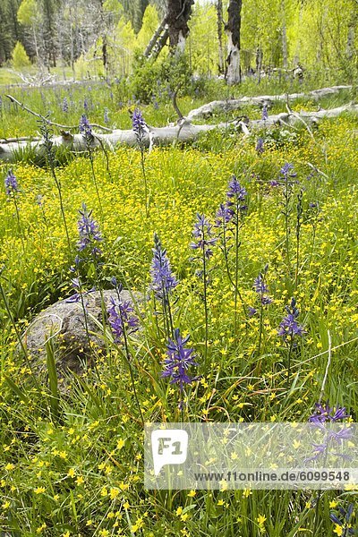 Purple Camis Lily flowers in a meadow surrounded by yellow Buttercups