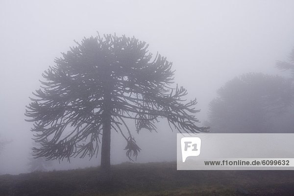 Arucaria Arucana trees in the fog on Volcan LLaima in the Andes mountains of Chile