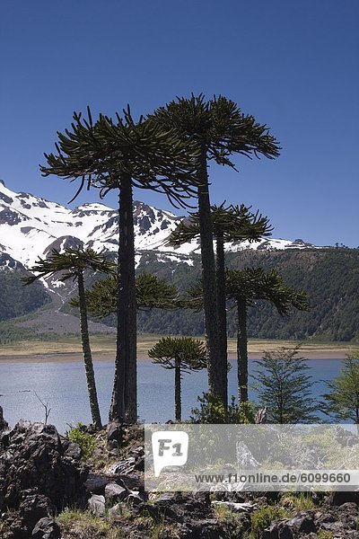 Volcan Tolhuaca and arucaria arucana trees in the the Andes mountains in Chile