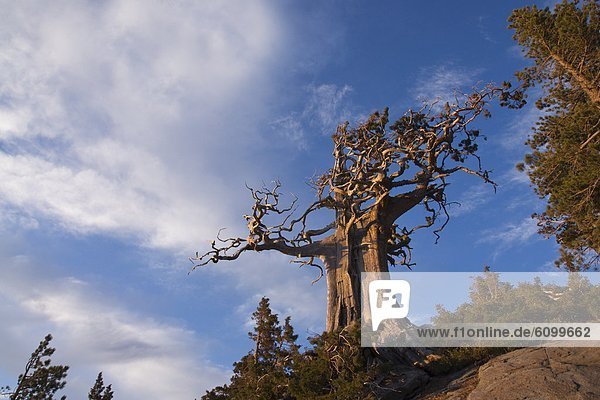 A windswept and weathered pine tree in the Sierra mountains of California