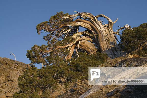 A windswept and weathered pine tree in the Sierra mountains of California