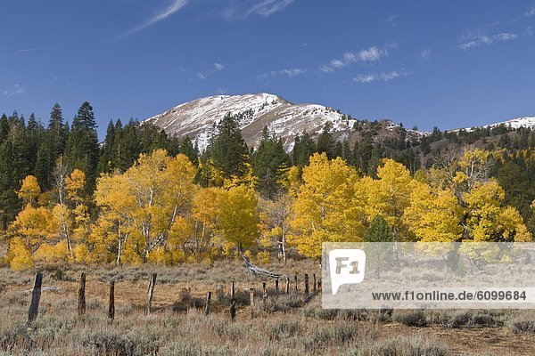 Yellow aspens beneath a snow covered mountain in Hope Valley in the Sierra mountains of California