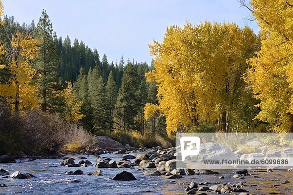 Baum  gelb  Fluss  vorwärts  Pappel  Kalifornien