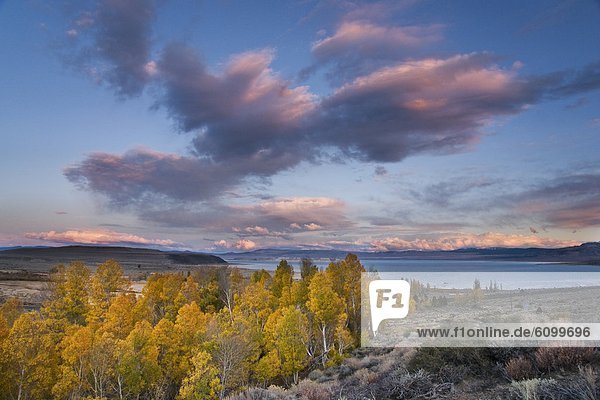 Fall yellow aspen trees with sunset clouds above Mono Lake in California