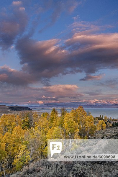 Fall yellow aspen trees with sunset clouds above Mono Lake in California