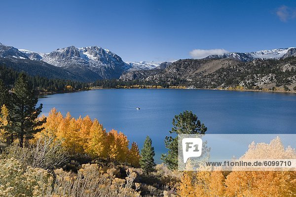 Yellow fall aspen trees with snowy mountians and June Lake in the Sierra mountains of California