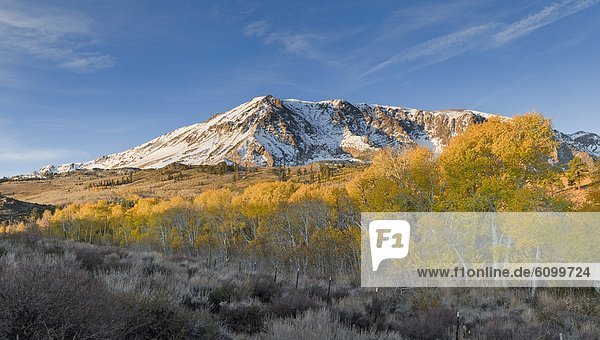 Yellow fall aspen trees beneath a snowy mountain at sunrise in the Sierra mountains of California