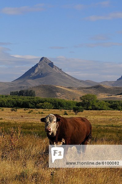Bulle  Stier  Stiere  Bullen  Patagonien