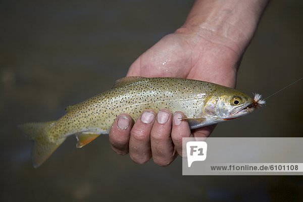 A hand holds a freshly caught cutthroat trout.