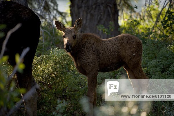 A juvenile moose stands behind its mother while in the woods.