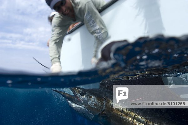A split-level view of a fisherman holding a sailfish underwater.