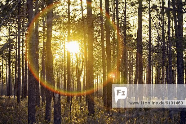 The setting sun creates lens flare and is seen through a grove of pine trees in a part of the Green Swamp in Southeast North Carolina