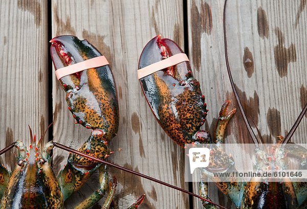 Two lobsters await their future in Acadia National Park  Maine.