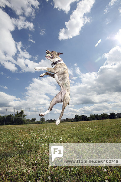 A dog jumps into a cloudy sky