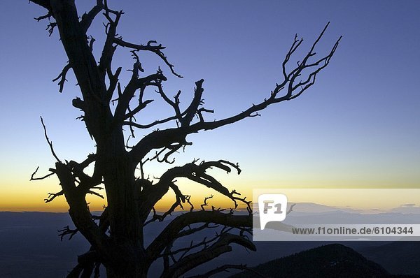 A silhouette of a tree at sunrise in Great Basin National Park  NV.