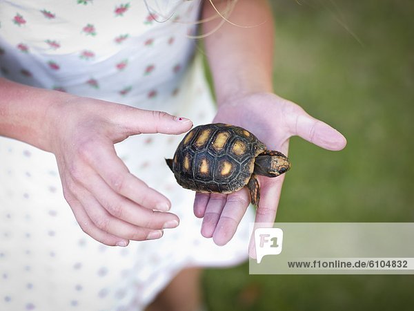 halten  jung  Landschildkröte  Schildkröte  Mädchen