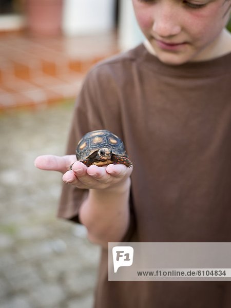halten  Junge - Person  Landschildkröte  Schildkröte
