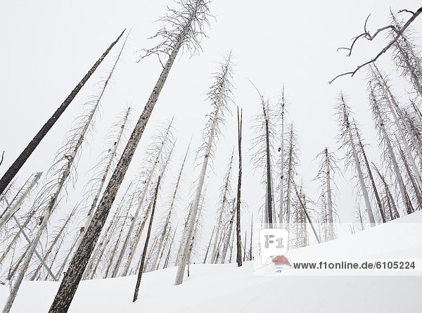 Skifahrer Skisport kahler Baum kahl kahle Bäume